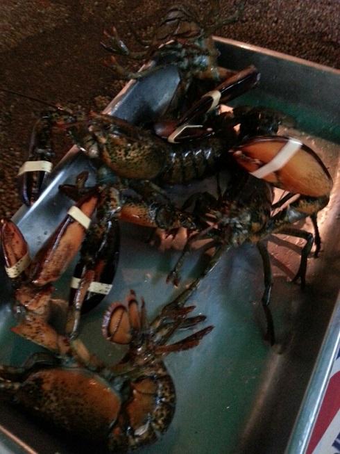 http://www.guam-genchi.com/blog/Lobsters%202.jpg